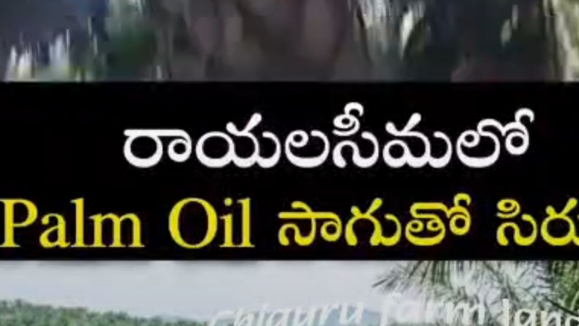 Rayalseema grow palm tressw26